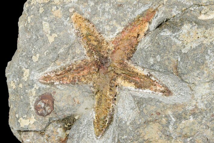 Ordovician Starfish (Petraster?) Fossil - Morocco #173709
